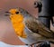 Robin red breast close up portrait amazing detail beautiful bird furry sharp