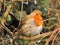 Robin Red breast with puffed up feathers sitting on a branch on a cold day.