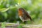 Robin red brest perched on a garden fence