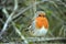 Robin Redbreast