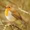 Robin Redbreast