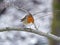 Robin redbreast against wintry background