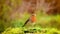 Robin redbreast bird in autumn nature