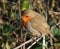 Robin redbreast, closeup, fearless, tame.