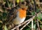 Robin redbreast, closeup, fearless, tame.