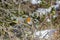 Robin redbreast Erithacus rubecula sitting on a branch in the winter forest