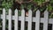 Robin Redbreast Erithacus Rubecula sitting on a grey fence