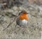 Robin Redbreast Portrait