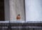 Robin redbreast with puffed up feathers, sitting on a ledge at the Jefferson Memorial