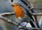 Robin redbreast searching for food in urban garden.