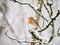 Robin Redbreast on a snowy branch