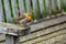 Robin Redbreast Standing on the Armrest of the Wooden Bench