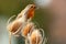 Robin redbreast in teasel with food close up