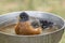 Robin rests in bird bath.