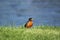 A robin on the riverbank