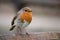 Robin on a rusty metal bar