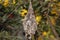 Robin`s bird and hummingbird`s nest built on a tree branch