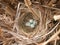 Robin\'s bird nest with four eggs