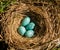 Robin\'s eggs