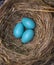 Robin\'s eggs