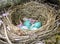 Robin`s Eggs In Cherry Blossom Nest