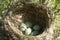 The Robin`s nest