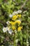 Robin`s Plantain and Southern Ragwort Wildflowers