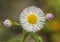 Robin`s Plantain Wildflowers - Erigeron Pulchellus