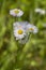 Robin`s Plantain Wildflowers - Erigeron Pulchellus