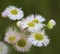 Robin`s Plantain Wildflowers - Erigeron Pulchellus