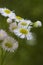 Robin`s Plantain Wildflowers - Erigeron Pulchellus