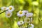 Robin`s Plantain Wildflowers - Erigeron Pulchellus