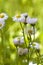 Robin`s Plantain Wildflowers - Erigeron Pulchellus