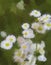 Robin`s Plantain Wildflowers - Erigeron Pulchellus