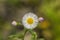 Robin\'s Plantain Wildflowers - Erigeron Pulchellus