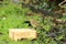 Robin sat on a wooden feeding table