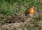 Robin searching for food on urban house lawn.