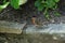 Robin is seen in one of the gardens at Sissinghurst Castle in Kent in England in the summer.