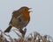 Robin singing on a frosty day. (Erithacus rubecula)