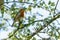 Robin singing in an Hawthorn tree on a summer`s day