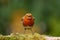 Robin singing on a mossy log