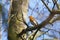 Robin singing in a tree