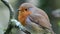 A Robin singing in a tree in the forest