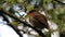 A Robin singing in a tree in the forest