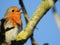 A robin sings from the branches of a tree