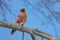 A robin sings while perched on a branch