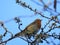 A Robin sings and sits proudly in the trees