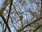 A robin sits on a tree in jena at spring