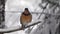 Robin sitting on branch in snow storm of Washington state
