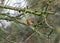 Robin sitting on a tree branch